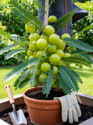 RupRish Amla Plant  sapling