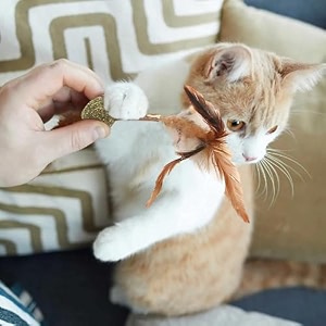rvpaws cat wand with catnip cat teaser toys chewing toy molar toy cat chasing toy teeth cleaning dental toy cat treats interactive cat toys for cat kitten stick ball - multicolor