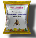 S K Agrotech Bactrocera dorsalis Fruit Fly