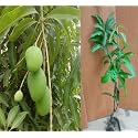 sadabahar mango plant Grafted All Time Thai
