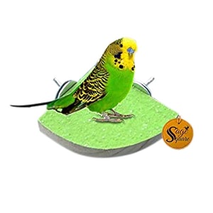 sage square playful natural wood sand perch platform cage toy for parrot budgies cockatiel lovebird budgerigar sun conure finch african grey canary cockatoo macaw birds 8 inches