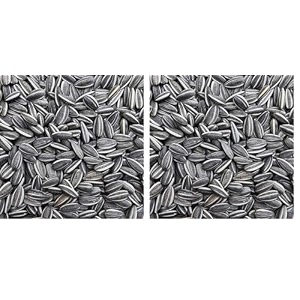 sage square sunflower seeds birds food for grey parrot  premium all life stages bird food for indian parrots macaw cockatoo exotic birds ingredients nutrient-rich  350g pack of 2