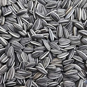 sage square sunflower seeds birds food for grey parrot  premium all life stages bird food for indian parrots macaw cockatoo exotic birds ingredients nutrient-rich  350g