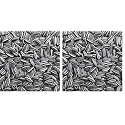 Sage Square Sunflower Seeds Birds Food for Grey Parrot | Premium All Life Stages Bird Food for Indian Parrots, Macaw, Cockatoo, Exotic Birds Ingredients, Nutrient-Rich | 350g (Pack of 2)
