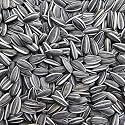Sage Square Sunflower Seeds Birds Food for Grey Parrot | Premium All Life Stages Bird Food for Indian Parrots, Macaw, Cockatoo, Exotic Birds Ingredients, Nutrient-Rich | 350g