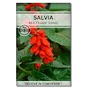 Navika Seeds ; Grow with Us Salvia Flower Seeds for Home Gardening&amp; Terrace Gardening Winter &amp; Summer Blooms in India-Includes Free E-Book for Kitchen,Backyard,Gardening &amp; Planting.High Germination