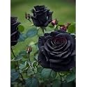 Samrat Black Rose Tree Plant Live Original Plant of Tree Plant Grafted All Time Black Colour GULAB Flower (Pack of 1)