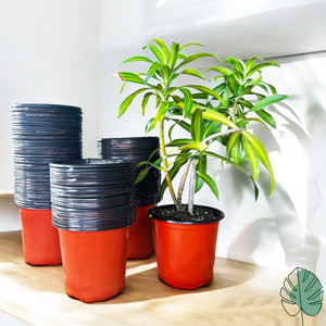 SaplingsWorld Thermoform Garden Pot 5 inch