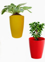 SAROJTRADERS Plant Container Set