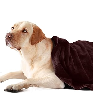sassoon medium pet towels  ultra soft amp microfiber  quick drying  machine washable  colour - cocoa pack of 1