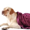 Sassoon Medium Pet Towels | Ultra Soft &amp; Microfiber | Quick Drying | Machine Washable | Color - Chestnut (Pack of 1)