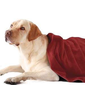 sassoon medium pet towels  ultra soft amp microfiber  quick drying  machine washable  colour - crimson pack of 1