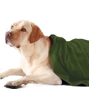 sassoon medium pet towels  ultra soft amp microfiber  quick drying  machine washable  colour - green pack of 1