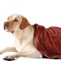 Sassoon Medium Pet Towels | Ultra Soft &amp; Microfiber | Quick Drying | Machine Washable | Colour - Rust (Pack of 1)