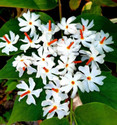 SBGARDEN ParijatHarsingar Plant sapling