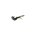 CLAM Maki Scudi XL Soft Plastic Bait Motor Oil