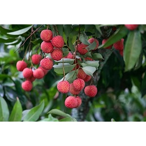 seedless sweet bombay litchi plant  dwarf hybrid lychee tree  rare tropical fruit  live grafted lycheelichu air layered healthy plant for home garden