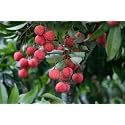 Seedless Sweet Bombay Litchi Plant | Dwarf Hybrid Lychee Tree | Rare Tropical Fruit | Live Grafted Lychee/Lichu Air Layered Healthy Plant for Home Garden