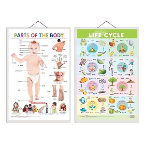 set of 2 parts of the body and life cycle early learning educational charts for kids  2034x3034 inch non-tearable and waterproof  double sided laminated  perfect for homeschooling kindergarten and nursery students