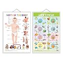 Set of 2 Parts of the Body and Life Cycle Early Learning Educational Charts for Kids | 20"X30" inch |Non-Tearable and Waterproof | Double Sided Laminated | Perfect for Homeschooling, Kindergarten and Nursery Students