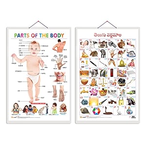 set of 2 parts of the body and telugu alphabettelugu early learning educational charts for kids  2034x3034 inch non-tearable and waterproof  double sided laminated  perfect for homeschooling kindergarten and nursery students