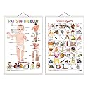 Set of 2 Parts of the Body and Telugu Alphabet (Telugu) Early Learning Educational Charts for Kids | 20"X30" inch |Non-Tearable and Waterproof | Double Sided Laminated | Perfect for Homeschooling, Kindergarten and Nur