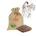 SHAAN-E JAIPUR Organic Whole Cumin Seeds/Jeera-100 gm | Quality Indian Spice, Fresh Natural Jeera | Premium Jeera for Indian Cooking | Biriyani Jeera with jute bag
