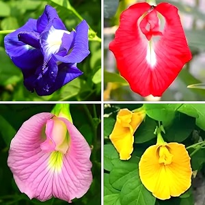 shankhpushpi aparajita double petal mixed colour seeds pack of 20 with 20 marigold seeds free 4 vibrant colours climbing vine plant home garden flower double petal blooms easy to grow