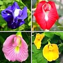 Shankhpushpi Aparajita Double Petal Mixed Colour Seeds Pack of 20+ With 20+ Marigold Seeds Free 4 Vibrant Colours, Climbing Vine Plant, Home Garden Flower, Double Petal Blooms, Easy to Grow