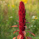 Shivnami Amaranthus hypochondriacus, Pygmy Torch Seed (50 per packet)