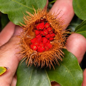 shivnami bixa orellana lipstick tree annatto seeds latkan plant seeds sindoori plant seed 30 per packet