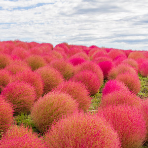 shivnami kochia fire bush seed 50 per packet