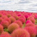Shivnami Kochia Fire Bush Seed (50 per packet)