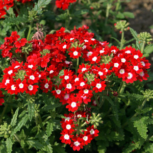 shivnami verbena idle florist mix seed 50 per packet