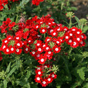 Shivnami Verbena Idle Florist Mix Seed (50 per packet)