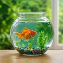 Crystal Clear Glass Fish or Terrarium Round Bowl (14 inches)