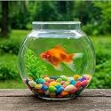 Crystal Clear Glass Fish or Terrarium Round Bowl (12 inches)
