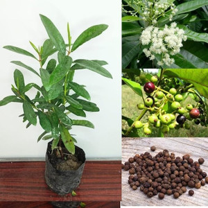 SHREYAGREEN All Spice Plant sapling