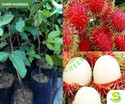 SHREYAGREEN Rambutan Plant  sapling