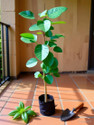 SHREYAGREEN Red Sandalwood Plant sapling
