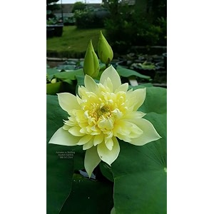 siddhi vinayak gallery water lily seeds imported lotus plant mix colors seed perfect for home decor garden decor lover gift yellow pack of 1