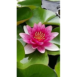 siddhi vinayak gallery water lily seeds imported lotus plant mix colors seed perfect for home decor garden decor lover gift pink pack of 1