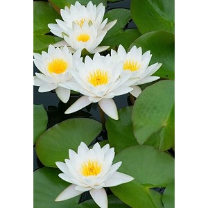 siddhi vinayak gallery water lily seeds imported lotus plant mix colors seed perfect for home decor garden decor lover gift white pack of 10