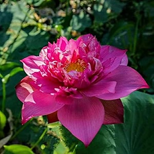 siddhi vinayak gallery water lily seeds imported lotus plant mix colors seed perfect for home decor garden decor lover gift pink pack of 1