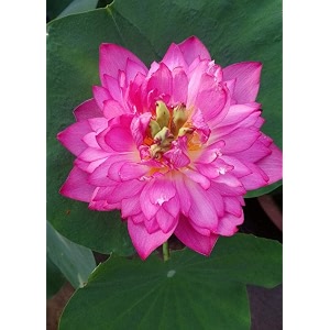 siddhi vinayak gallery water lily seeds imported lotus plant mix colors seed perfect for home decor garden decor lover gift pink pack of 1