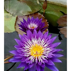 siddhi vinayak gallery water lily seeds imported lotus plant mix colors seed perfect for home decor garden decor lover gift blue pack of 5