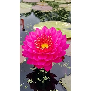 siddhi vinayak gallery water lily seeds imported lotus plant mix colors seed perfect for home decor garden decor lover gift pink pack of 5
