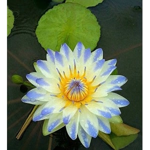 siddhi vinayak gallery water lily seeds imported lotus plant mix colors seed perfect for home decor garden decor lover gift white pack of 1