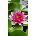 Siddhi Vinayak Gallery® Water Lily Seeds Imported Lotus Plant Mix Colors Seed, Perfect for Home Decor, Garden Decor lover Gift (PINK, PACK OF 1)