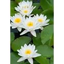 Siddhi Vinayak Gallery® Water Lily Seeds Imported Lotus Plant Mix Colors Seed, Perfect for Home Decor, Garden Decor lover Gift (WHITE, PACK OF 10)